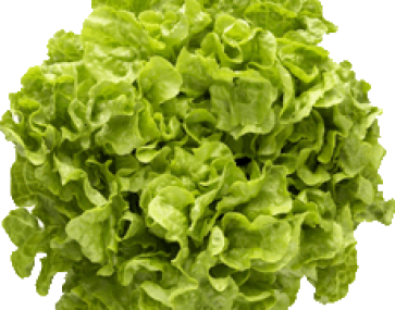 Lettuce and Other Leaves