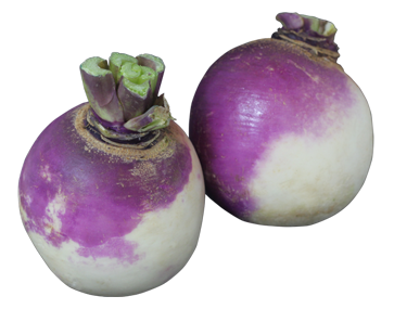Turnips and Swedes